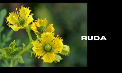 ruda