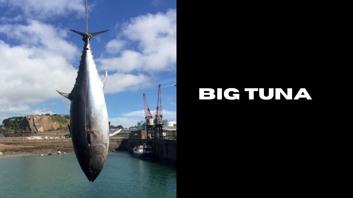 big tuna