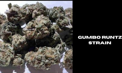 gumbo runtz strain