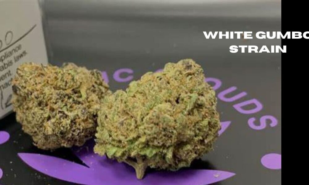 white gumbo strain