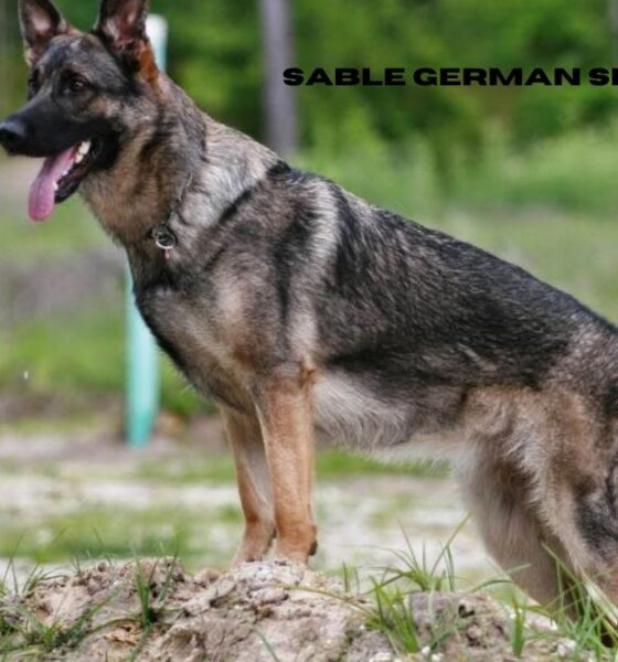sable german shepherd