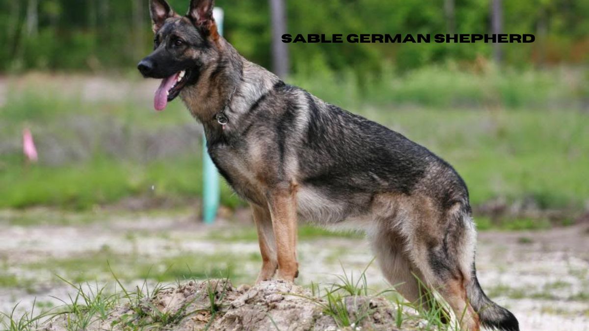 sable german shepherd